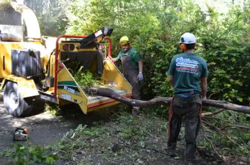 tree services Ellendale